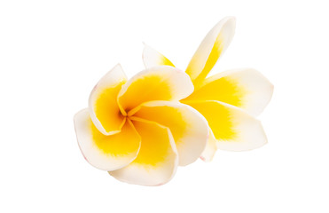 beautiful frangipani flower isolated