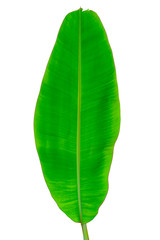 green banana leaf isolated on white background