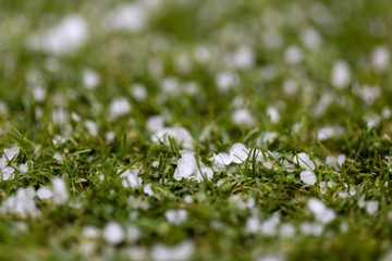 extreme weather hail stones with selective focus on the ground in south australia on 18th August 2019