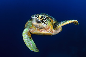 Green Turtle