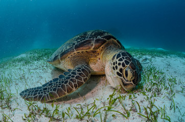 Green Turtle