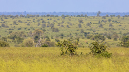 Fototapeta na wymiar Savanna bushveld plain