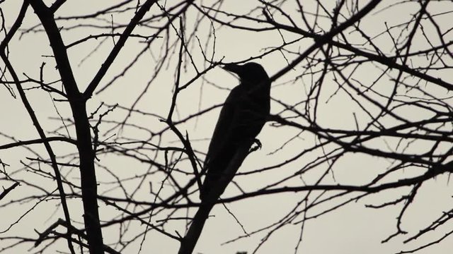 Black Bird, Crow, Raven - Silhouette On Tree