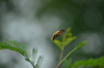 valley cerpenter bee - Flying bee on background bokeh and leaf, freezing macro insect wildlife