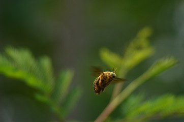 valley cerpenter bee - Flying bee on background bokeh and leaf, freezing macro insect wildlife