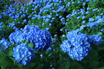 紫陽花