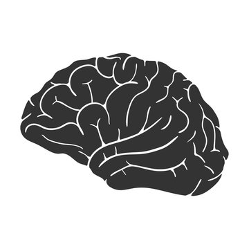 Human brain icon isolated on white background. Vector illustration