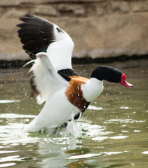 ducks in their habitat