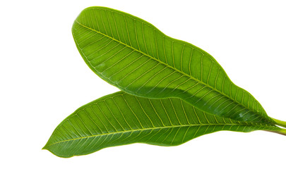 frangipani leaves