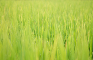 Rice is growth in the rice paddies