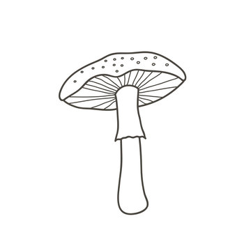 recommend clip art: Amanita mushroom drawing. Vector linear illustration by hand in doodle style.