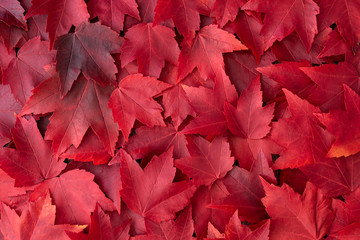 Fall color nature background of various shades of red maple leaves - obrazy, fototapety, plakaty
