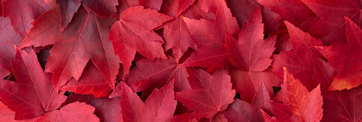 Fall color nature background, narrow border of red maple leaves - obrazy, fototapety, plakaty