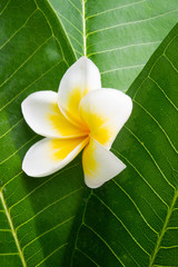 frangipani with leaves