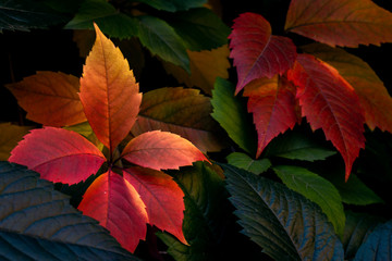 autumn, the leaves have already changed color