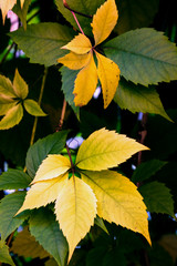autumn, the leaves have already changed color