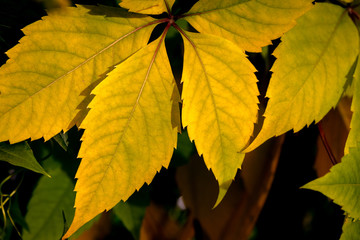 autumn, the leaves have already changed color