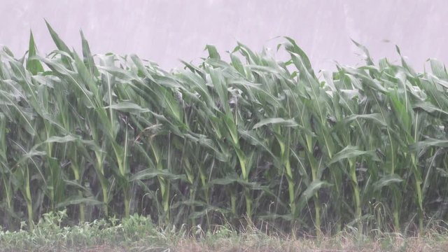 A major rainstorm with wind and rain blowing a field of corn.