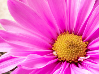 Single bright pink floral daisy with yellow center.