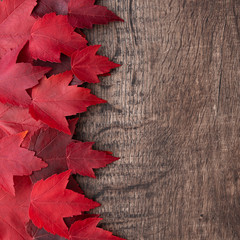 Naklejka na ściany i meble Fall color nature square background, red maple leaves on a rustic dark wood background