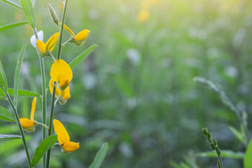 Fototapeta premium Sunn hemp flower or Crotalaria juncea bloom with sunlight, Is a plant that is used to nourish the soil.