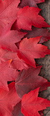 Fall color nature background, vertical border of red maple leaves with rustic dark wood