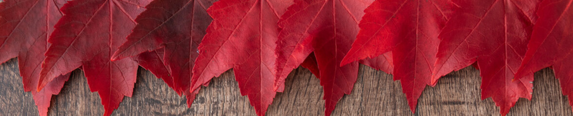 Naklejka na ściany i meble Fall color nature background, narrow border of red maple leaves with rustic dark wood