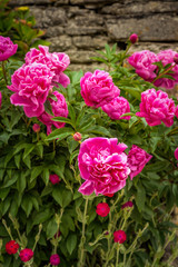 Flowers in Normandy France