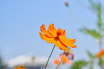 flower on blue sky background