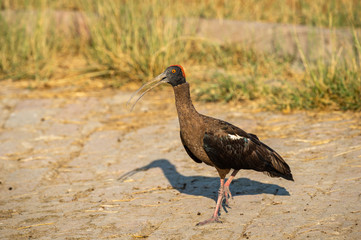 Red naped ibis or Indian black ibis or Pseudibis papillosa at keoladeo national park, bharatpur, india. India's one of best ecosystem and ecotourism sight for birds, animal and wildlife.