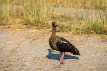 Red naped ibis or Indian black ibis or Pseudibis papillosa at keoladeo national park, bharatpur, india. India's one of best ecosystem and ecotourism sight for birds, animal and wildlife.