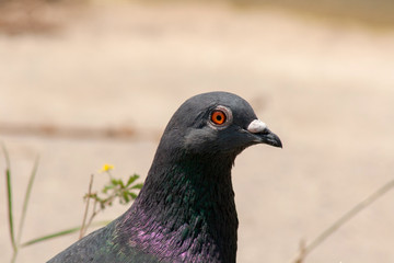 portrait of pigeon