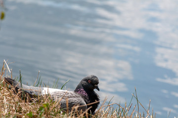 bird on rock