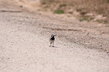 bird in the sand