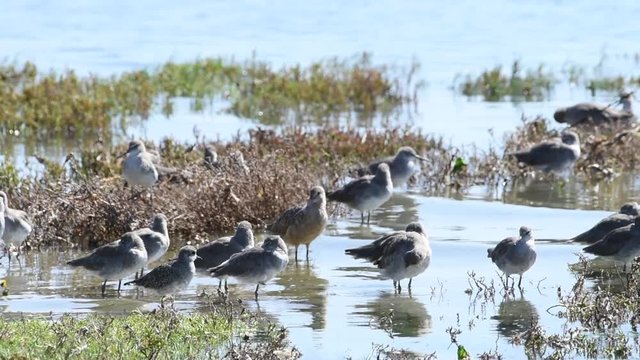 HD Video of many sandpipers, various types foraging for food in the shallow coastal estuary waters and along shore. 