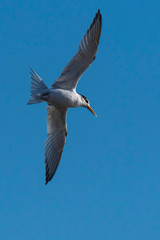 Greater Crested Tern in Flight (Thalasseus bergii) subspecies 