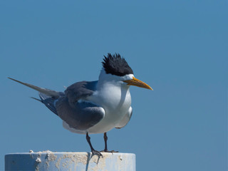 Greater Crested Tern (Thalasseus bergii) subspecies "cristatus".  Crowdy Head, New South Wales, Australia