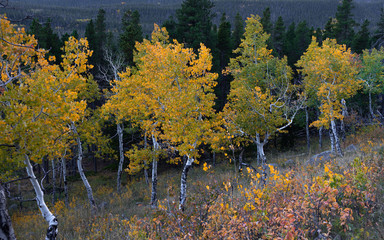 Horizontal view of aspen grove in autumn with yellow, gold, and orange leaves.  Shot in Rocky...