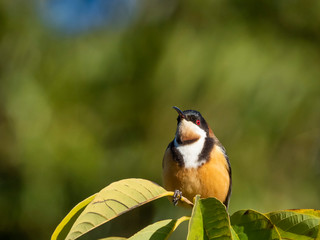 Eastern Spinebill (Acanthorhynchus tenuirostris) race 