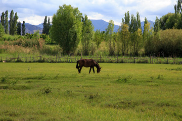 Fototapeta na wymiar cows and horses graze in a meadow in green grass. agriculture, summer day in the pasture. rural landscape