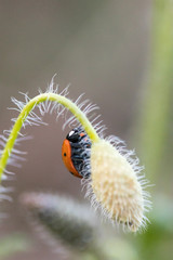 Ladybug in its environment with leaf and macro.