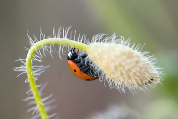 Ladybug in its environment with leaf and macro.