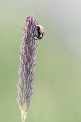 Ladybug in its environment with leaf and macro.