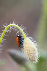 Ladybug in its environment with leaf and macro.