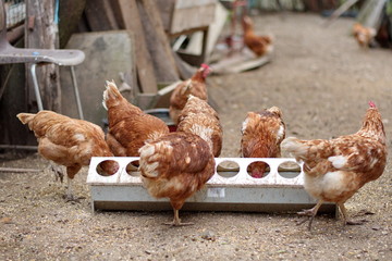 Closeup of chickens on the rural farm in Croatia