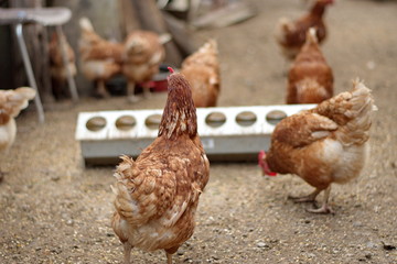 Closeup of chickens on the rural farm in Croatia