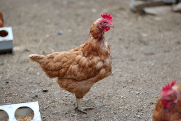 Closeup of chickens on the rural farm in Croatia