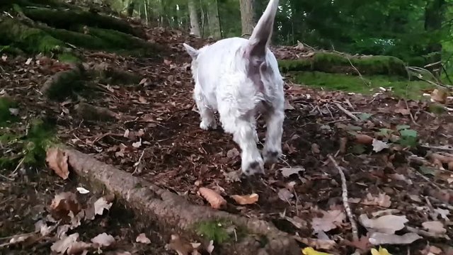 White dog running over tree roots in slowmotion. Slow motion of a dog running in the forest. Cute small west highland terrier running down the steep hill in the woods.