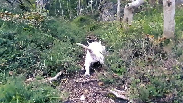 Small dog struggles to get over the roots in the forest. A dog can not jump over the obstacle in the woods. Dog slips uphill on the road.