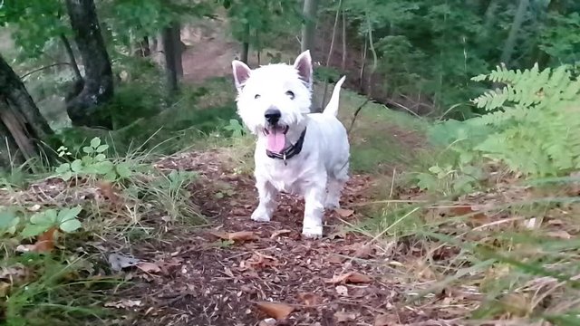 Dog showing its tongue and smiling to the camera. White small west highland terrier smiling. Happy dog.
